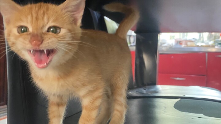 ในที่สุดก็ถึงตาฉันเก็บแมวแล้ว!