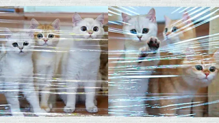 Cats vs Invisible Maze & ลูกแมวและแมวตลก