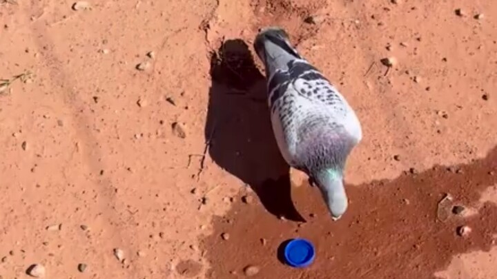 Si Bodoh Merpati Satu