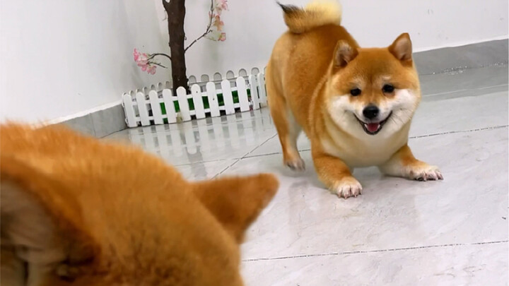 Làm sao mà nó vừa nhát gan lại vừa hung hăng thế nhỉ🤔