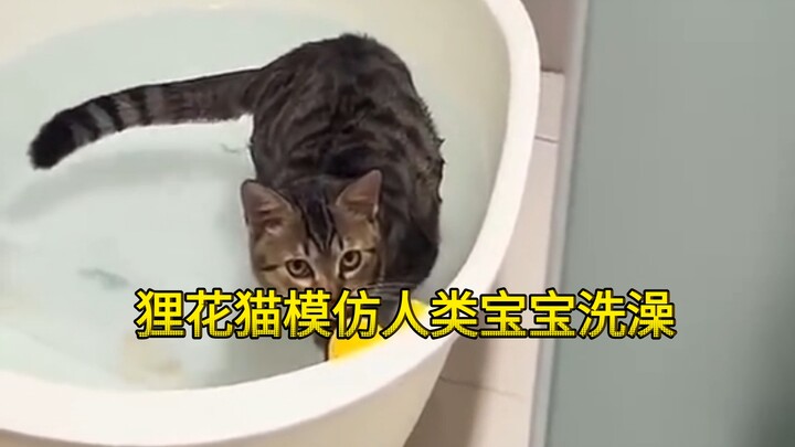 Kucing kecil menganggap dirinya juga bayi tuannya, jadi harus ikut antri untuk mandi.