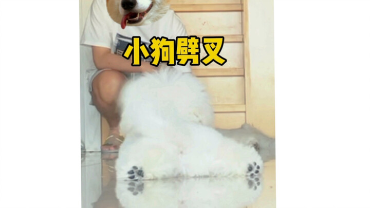 Please! That dog doing the splits is so cool, okay? Come watch the dog do the splits!