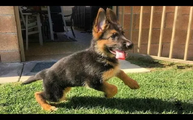 Funniest & Cutest German Shepherd Puppies 19 - Funny Dogs Compilation 2018