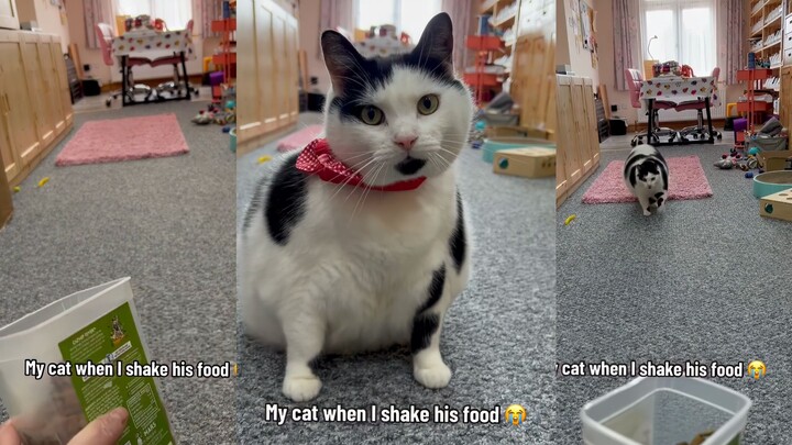 When I shake the cat's food~