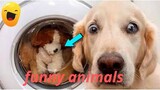 Funny Dog And Cat 😍😻😍 Funniest Animals #24