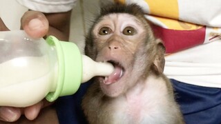 Update : Monkey Nop Drink Milk And Eat Banan, I don't know why today Nop Look Very Sad