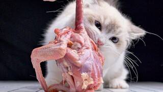 [Hewan] Anak Kucing Ragdoll Makan Daging Mentah