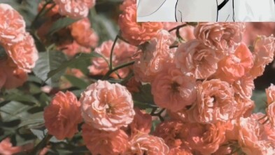 กิจวัตรประจำวันของคู่รัก (สีส้มสดใส)