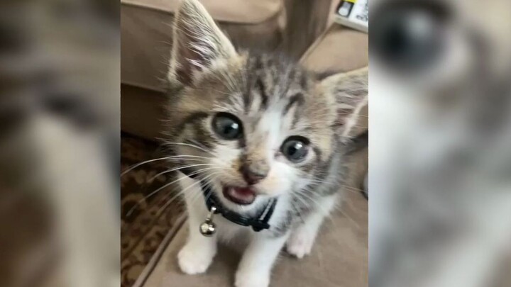 You little kitten, you’ve got a problem with that, huh?