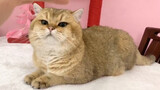 [Động vật] Trong nhà có quy định mèo béo không được đạp sữa làm nũng