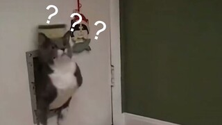 [Animals]Fat cats stuck in the various places