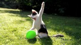 Video Kucing Lucu Banget Bikin Ngakak #60 | Kucing dan Anjing | Kucing Lucu Imut