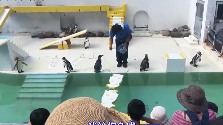 What’s it like to watch a penguin show at an aquarium where the penguins completely ignore the keepe