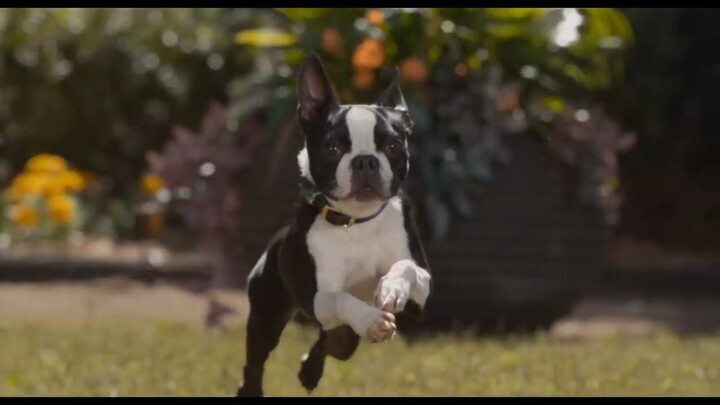 Strays Watch Full Movie : Link In Description