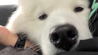Ai hiểu chứ! Đi chung xe mà gặp phải một chú chó Samoyed!