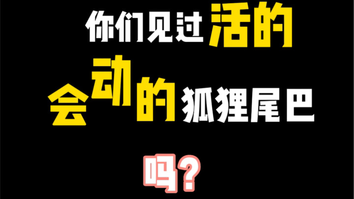 Ekor seperti ini, tolong buatkan lagi 8 ekor!