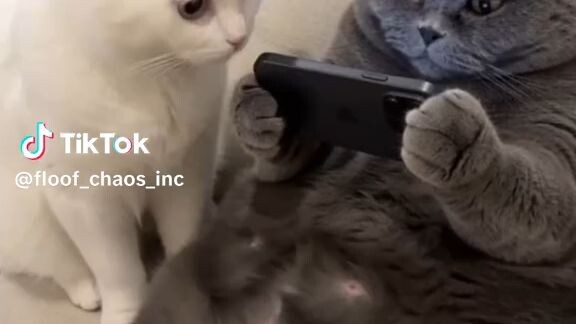 邪恶的猫