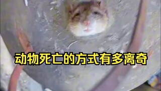 Identification of Mysterious Animal Deaths 23