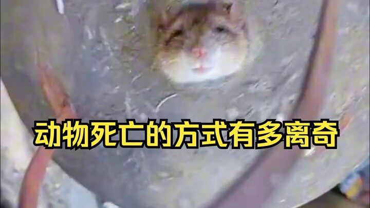 动物离奇死亡鉴定23