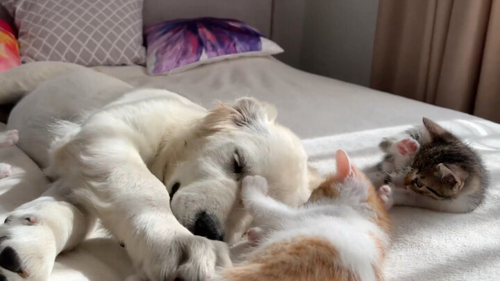 Mia playing with the little kitten