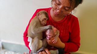 Very Smart & Helpful Monkey Toto Becomes Professional In Finding Insects For Her Brother Luca