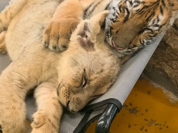 Bayi yang sudah berteman sejak kecil!