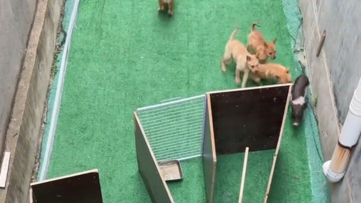 puppy