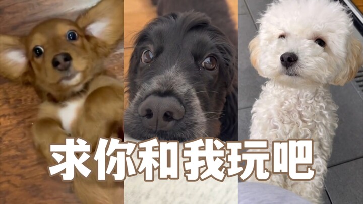 Countless ways dogs seek attention 🥺