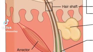hair follicle