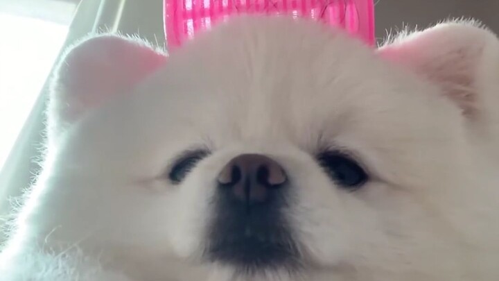 A Happy Daily Life with My Dog