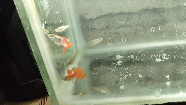my 🐠🐋🐟