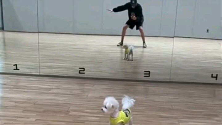 Xiao Ba Teases the Dog VS Puppy Teases Dino (Little Green House)