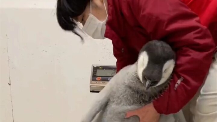 Baby emperor penguin refuses to be weighed