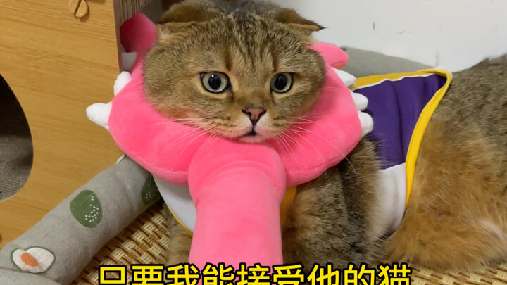 养了这么久也没明白，他俩到底啥关系