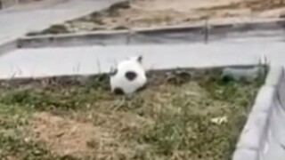 This cat? It must have gotten kicked a lot!