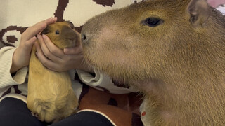 جَبُن! عندما تلتقي كاربيبا راية النسخة المقرصنة مع ملك الخنازير الحقيقي