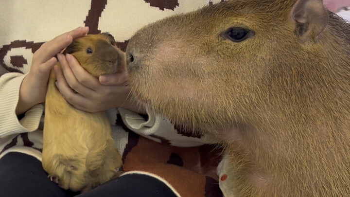 ขี้ขลาดแล้ว! เมื่อคาปิบาราเถื่อนเผชิญหน้ากับเจ้าแห่งตัววอนที่แท้จริง