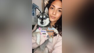 What other countries do you want to see? LearnOnTikTok dogs dogfacts