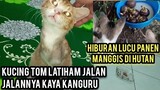 Masya Allah Kucing Tom Sudah Bisa Jalan Walau Kakinya 2 + Video Special Untuk 180k Subscribe