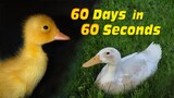 Duckling to Duck in 60 Seconds