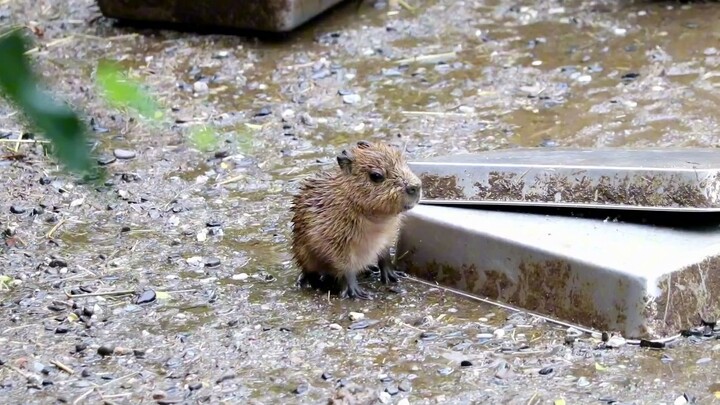 This little capybara is a bit clueless—it doesn’t even think to run home when it starts raining!