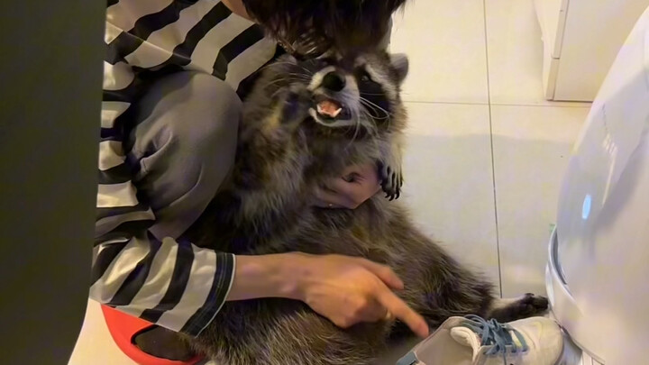 Mengasuh anak adalah tanggung jawab setiap ayah🫡 #RakunKecil #RencanaDebutHewanPeliharaanImut