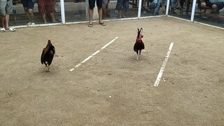 nasilat Yun pangalawa