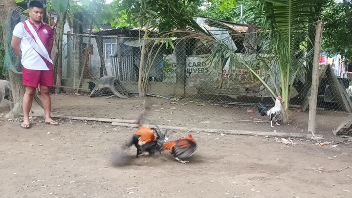 alpha hatch 🩷🩵