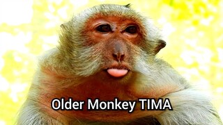 Up News!!,Older Monkey TIMA Very Very Not Well,Why Monkey Tima SAD Alone No Feeling Do Something?