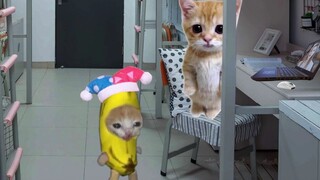 แมวน้อยกล้วยหอมสอนคุณพูดคุยกับเพื่อนร่วมห้องอย่างมีประสิทธิภาพ!