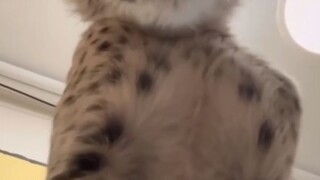 kucing 500 cc#zaintemanime #fyi #fyp #reaction #jawa #wongjowo #cheetah #kucing