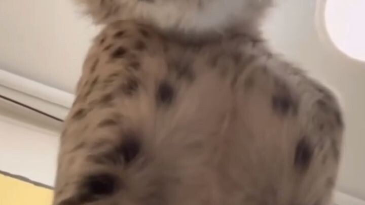 kucing 500 cc#zaintemanime #fyi #fyp #reaction #jawa #wongjowo #cheetah #kucing