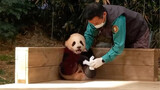 210213 粘人又爱撒娇的熊猫宝宝 大熊猫福宝 抱着饲养员爷爷的手不放