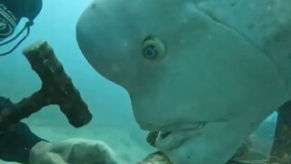 这种鱼也太可爱了吧！